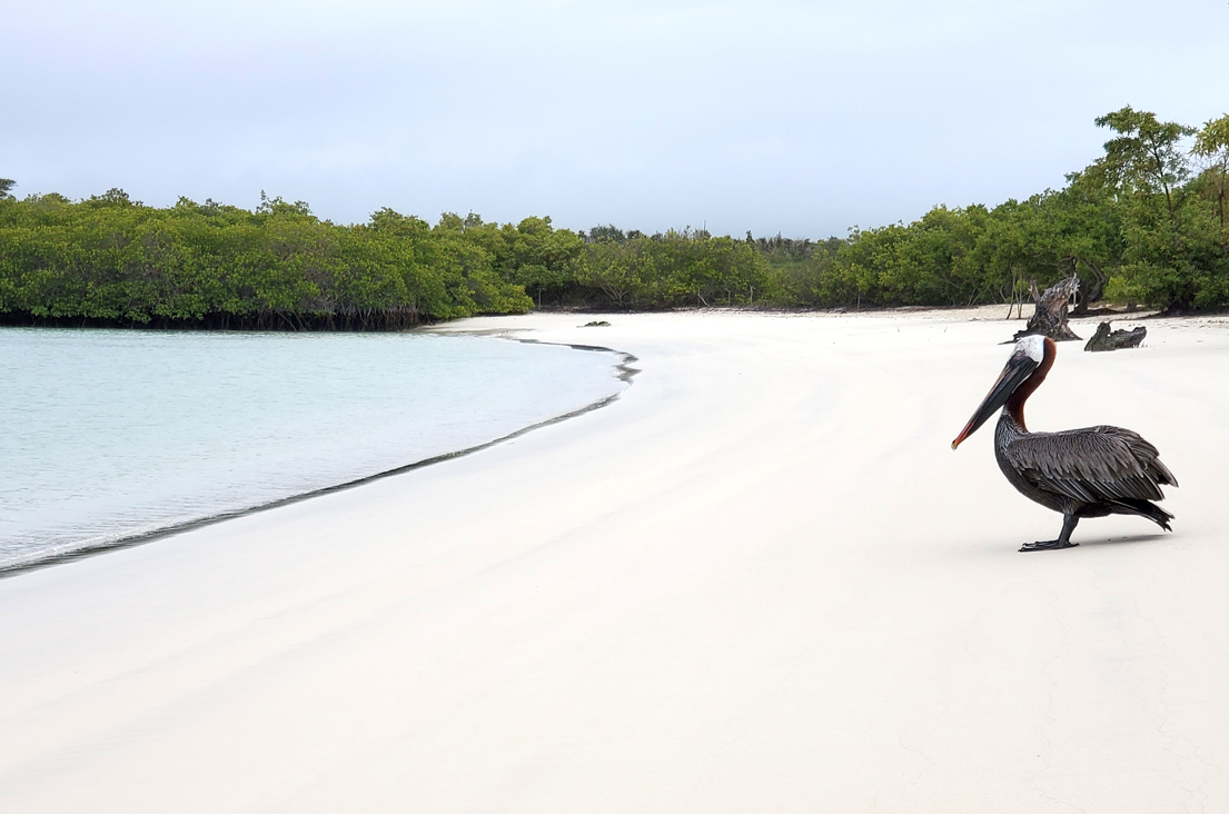 A pelican standing on the beach at Playa Mansa