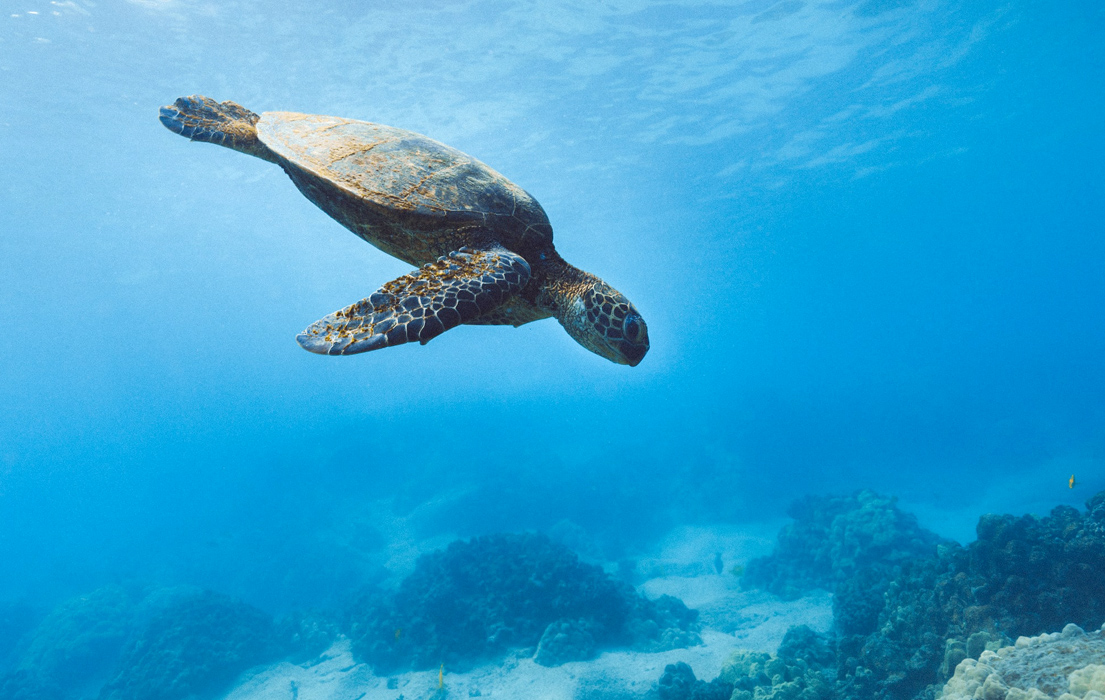 A sea turtle diving down in the water