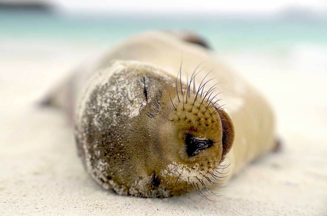 Close up of a Galapagos sea lion's face