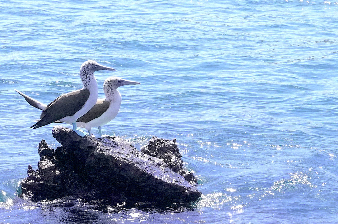 Two Blue Footed Boobies standing on a rock in the water