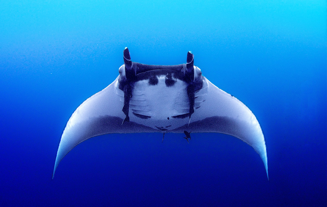 Giant mantra ray swimming up in the deep blue sea