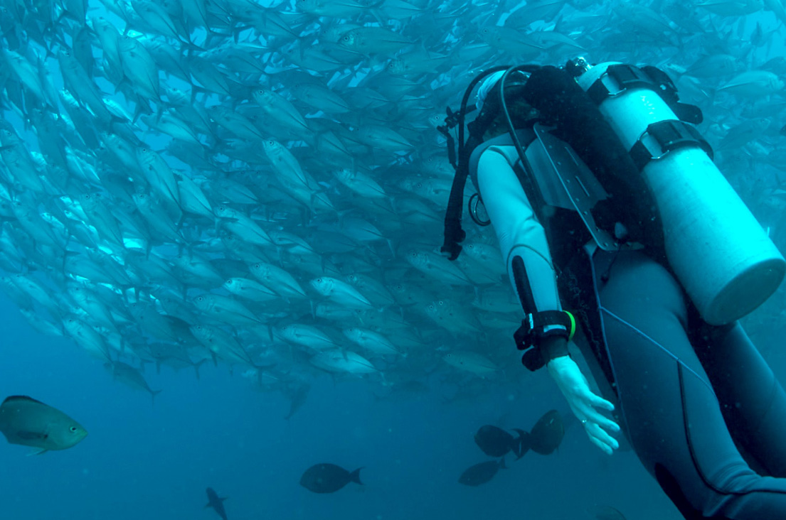 Diver-underwater-watching-ball-of-fish Scuba diver in the Galápagos watching a bait ball of fish