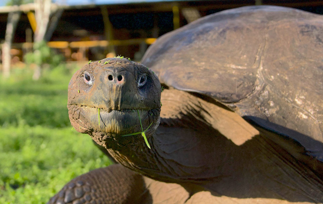 Galapagos Giant Tortoise looking at camera