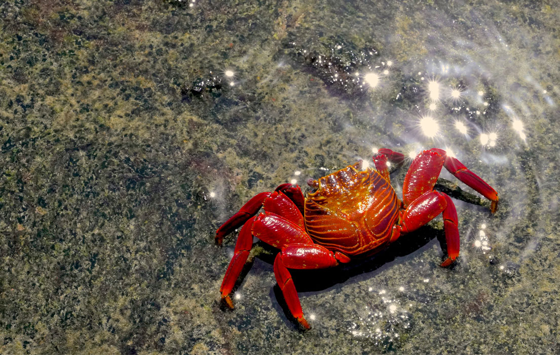Sally Lightfoot Crab on rock
